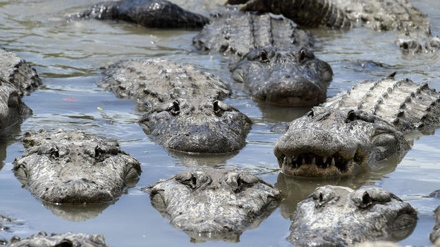 alligators 