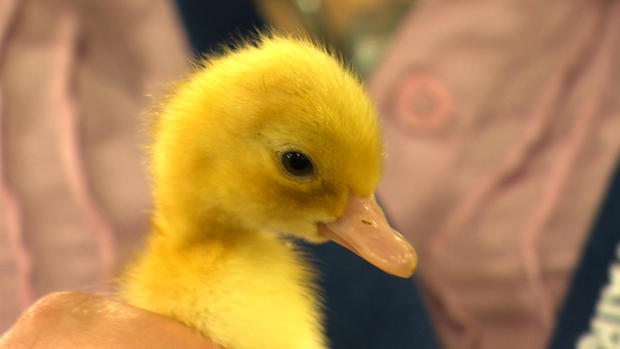 state fair duckling miracle of birth 