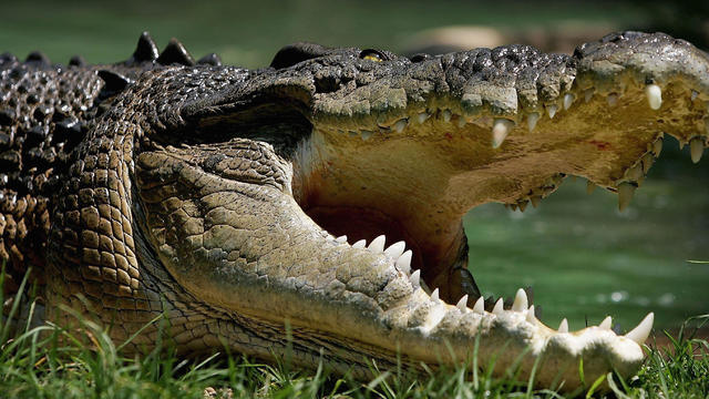 A saltwater crocodile is pictured at the Australian Reptile Park Jan. 23, 2006, in Sydney, Australia. 