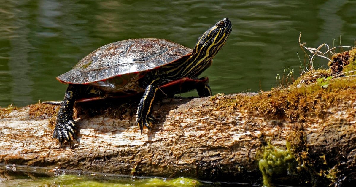 Plastics chemical BPA can make male turtles act like females - CBS News