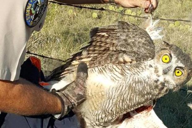 Fremont County Owl Rescue 