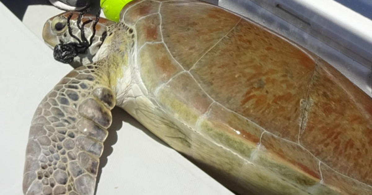 Trapped Turtle Rescued By Homestead Family & FWC - CBS Miami