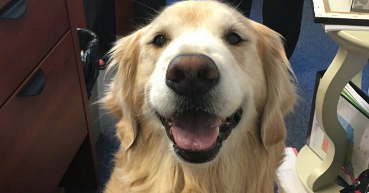 do golden retrievers smile