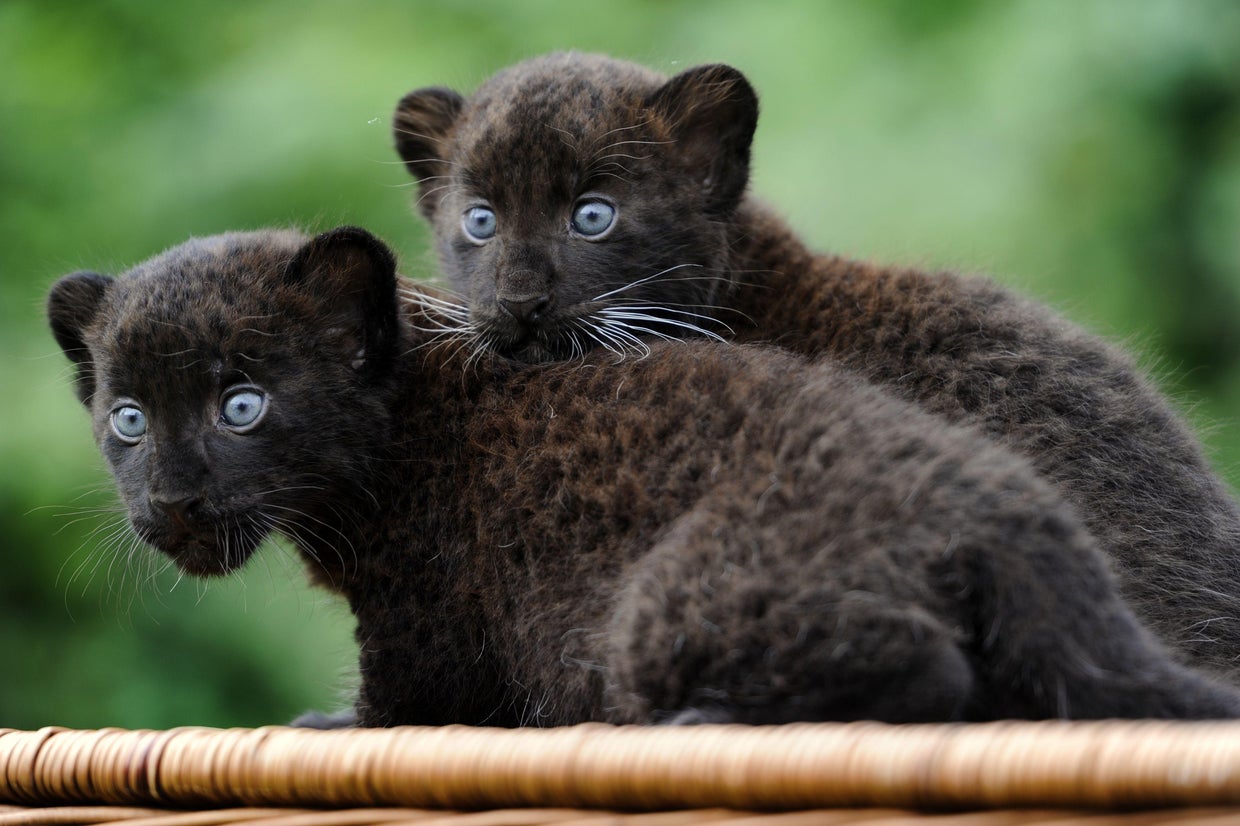 Adorable animal twins
