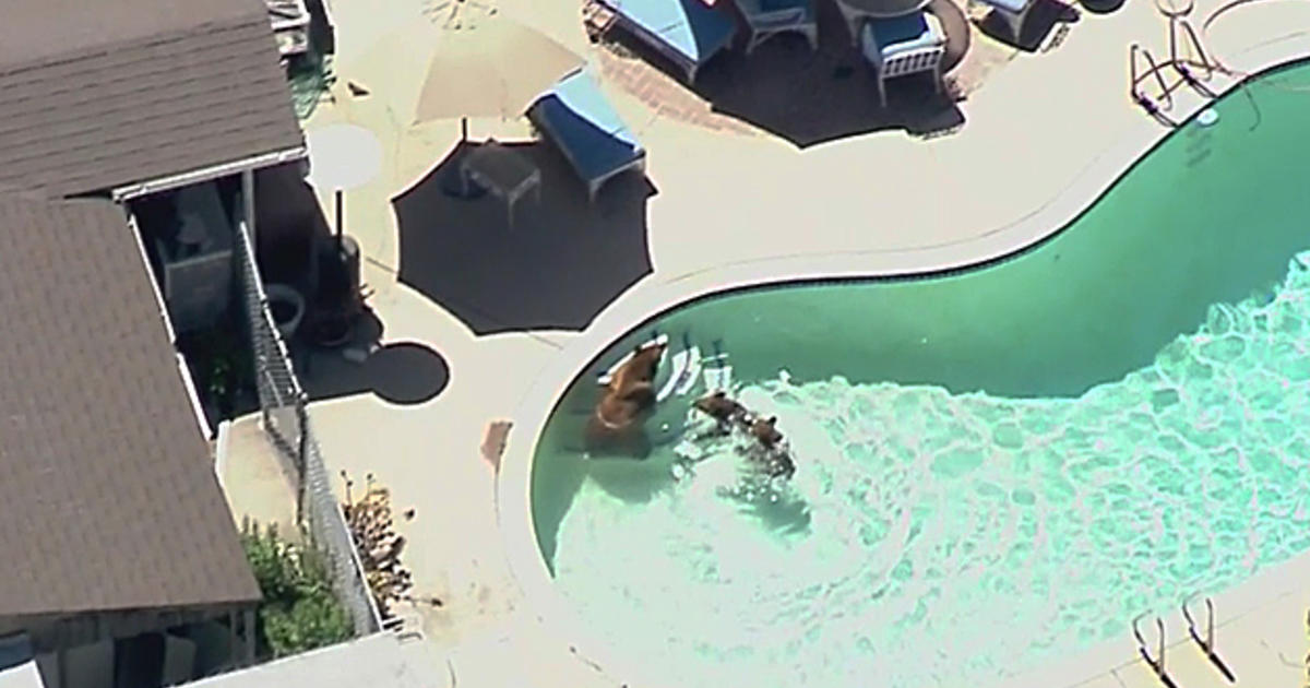 3 Bears Take Afternoon Dip In Pasadena Pool Cbs Los Angeles