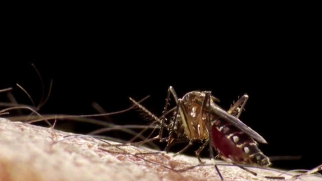 eve-zika-mosquitoes-0901-1116262-640x360.jpg 