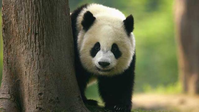 giant-panda-cub.jpg 