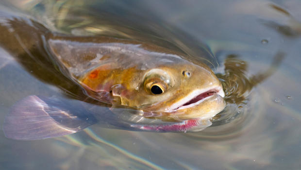 cutthroat-trout-closeup-620.jpg 