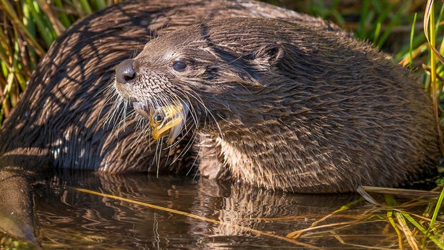 otter-eating-cutthroat-trout-promo.jpg 