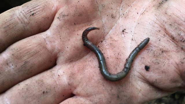 Be on the lookout for invasive, jumping "earthworms on steroids"