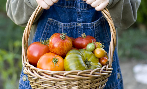 Organic Gardening, Child Gardener Holds Basket of Vegetables &amp; Fruit Tomatoes 