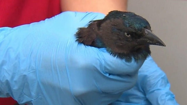 bird-1.jpg 