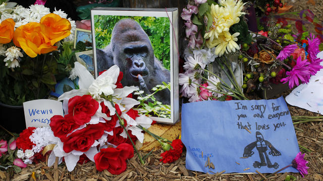 The Vikings screamed tribute to Harambe before running onto the field 