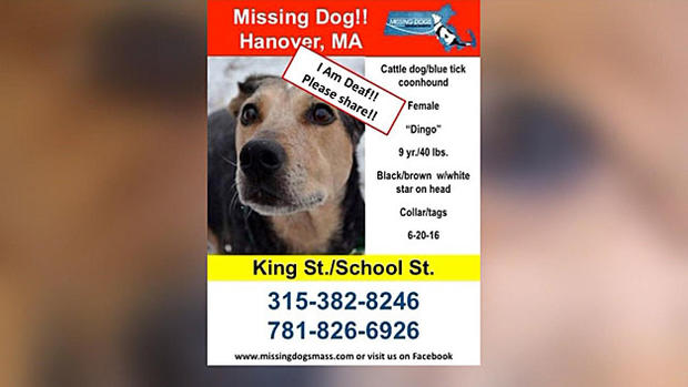 pet parade missing dogs massachusetts 