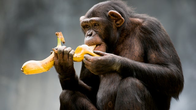 chimpanzee.jpg 