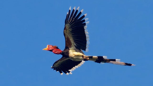 helmeted-hornbill-slider.jpg 