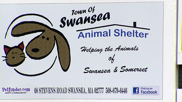 swansea animal shelter 