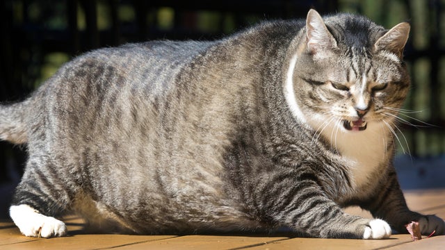 logan-new-hamshire-cat-2016-09-29.jpg 
