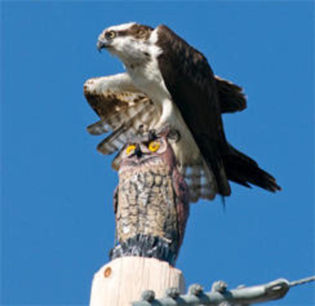 osprey-on-fake-owl-verne-lehmberg-244.jpg 