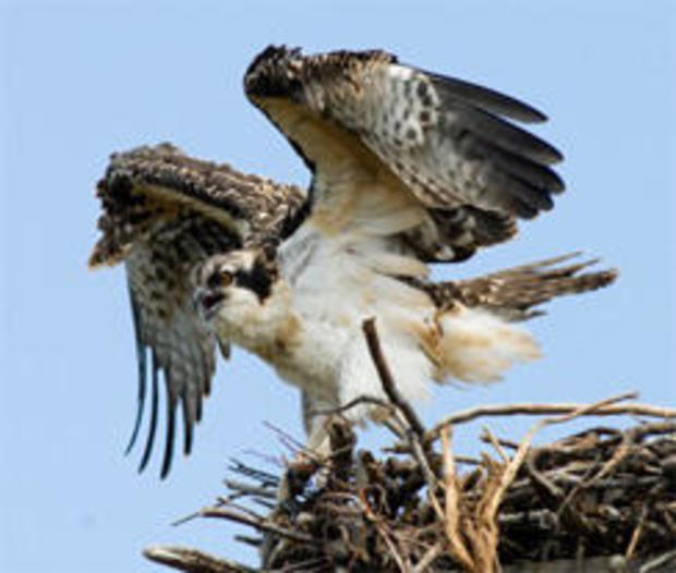 osprey-in-nest-verne-lehmberg-244.jpg 