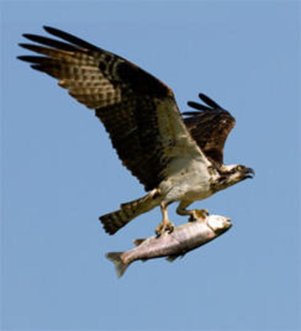 osprey-with-trout-verne-lehmberg-244.jpg 