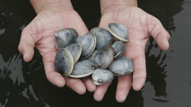 clams-shellfish.jpg 