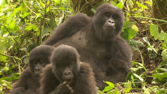 gorilla-family.jpg 