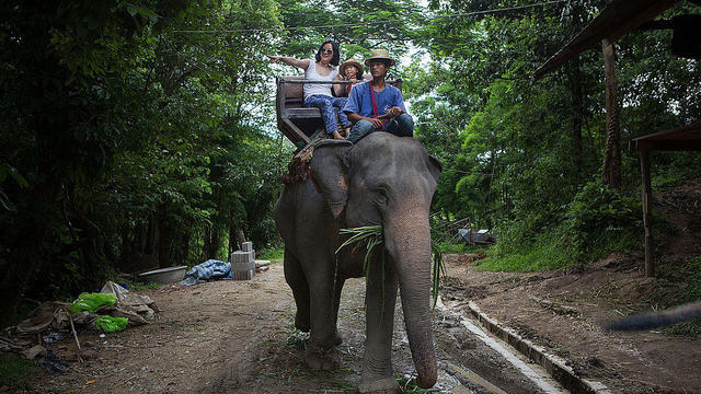 elephant-tourist-photo.jpg 