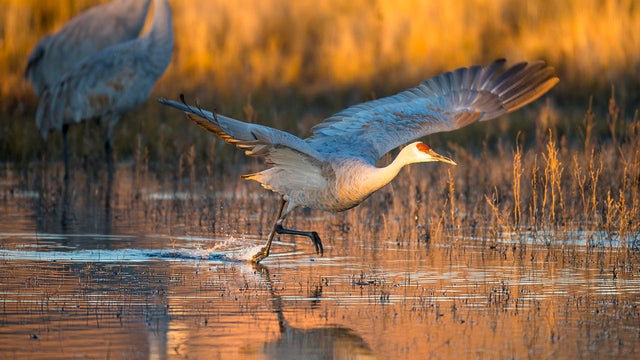 sandhill-crane-takes-off-from-water-promo.jpg 