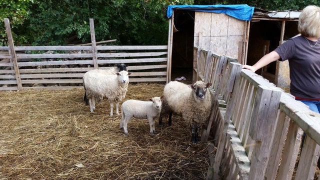 fayetteville-farm-animals.jpg 