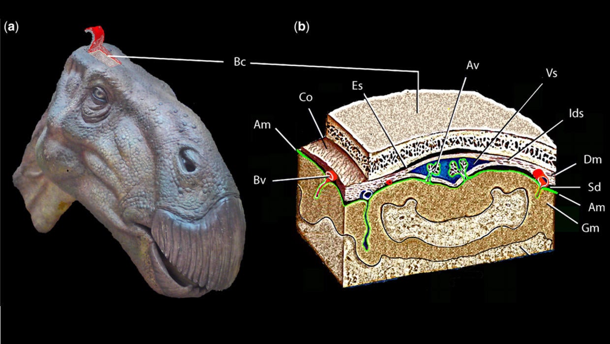 First-ever dinosaur brain tissue found - CBS News