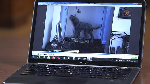 dog-monitor-on-laptop-promo.jpg 