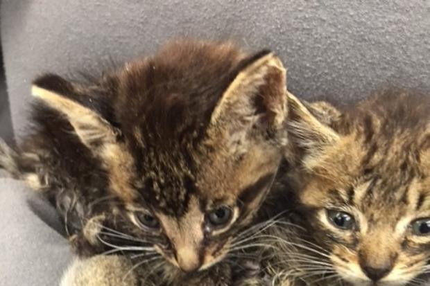 abused Solano County kittens 