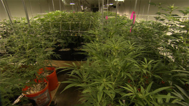 marijuana-cultivation-620.jpg 
