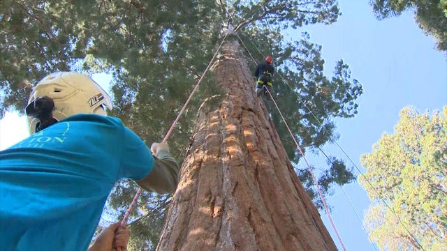 cloning-sequoia-trees.jpg 