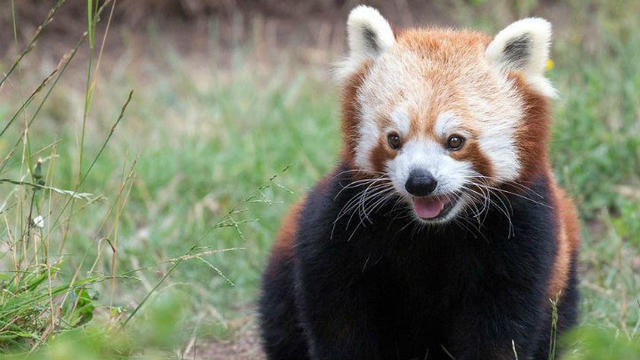 red-panda-marianne-hale-photo-sf-zoo.jpg 