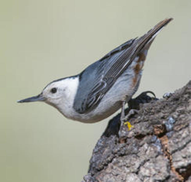 white-breasted-nuthatch-verne-lehmberg-244.jpg 