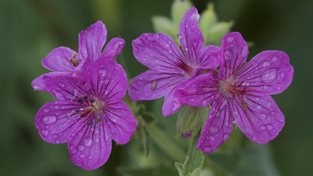 sticky-geranium-after-rain-shower-verne-lehmberg-620.jpg 
