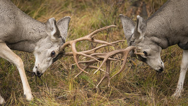 two-male-mule-deer-verne-lehmberg-620.jpg 