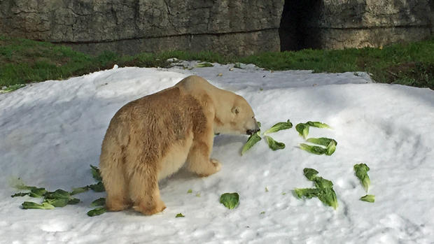 San Francisco Zoo Polar Bear Uulu Enjoys a 'Snow Day' 
