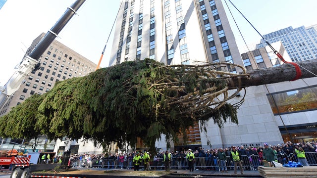 rockefeller-center-tree-arrives-2016-11-12.jpg 