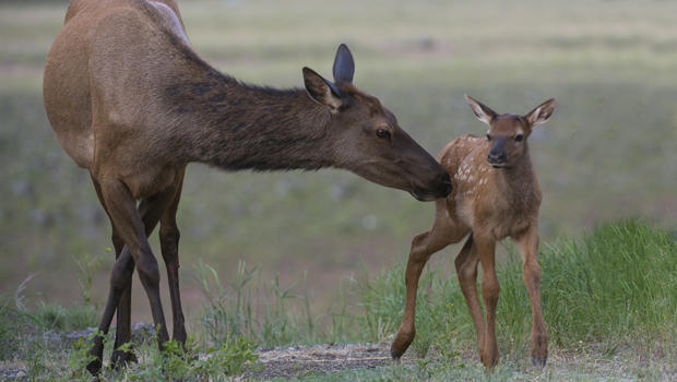 female-elk-with-baby-verne-lehmberg-620.jpg 