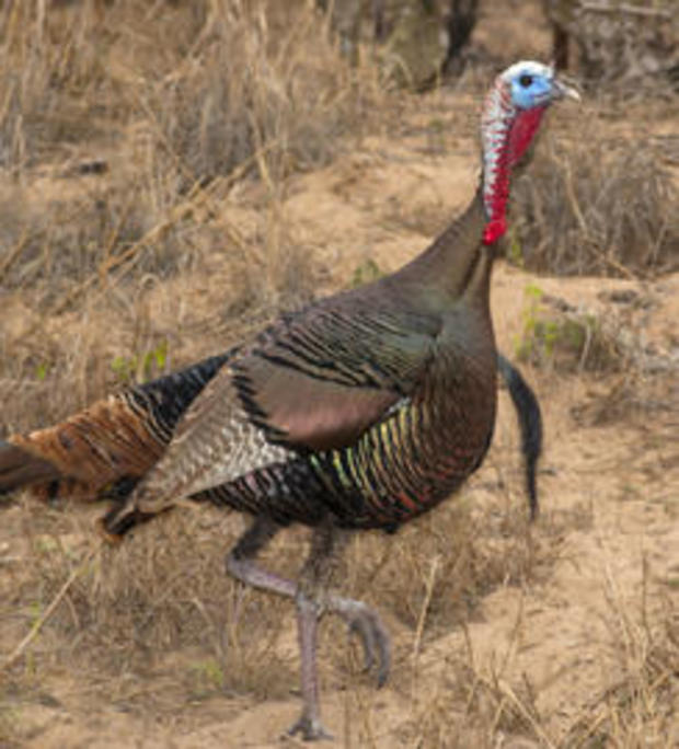 male-wild-turkey-244.jpg 