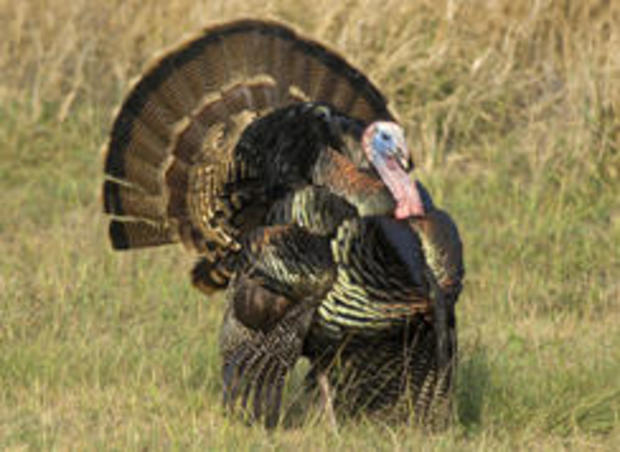 male-turkey-displaying-verne-lehmberg-244.jpg 