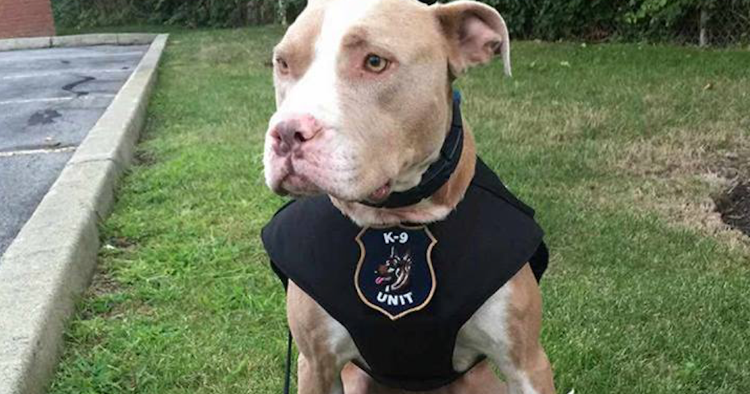 Meet The First Official pit Bull Police Dog In The State Of New York 