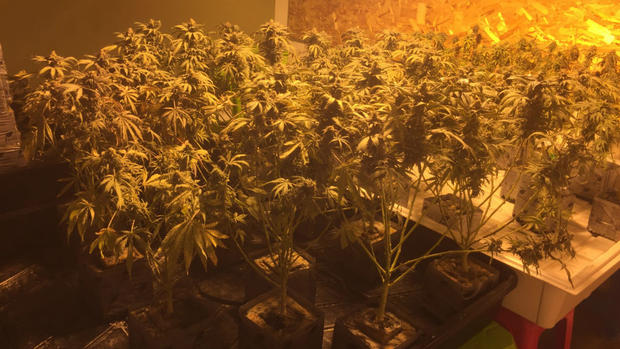 Fremont marijuana grow operation 