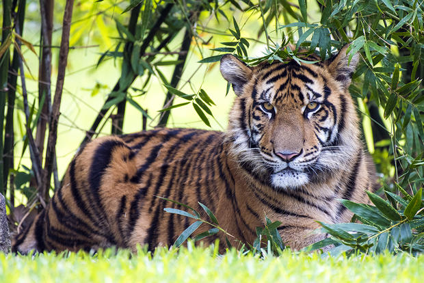 Sumatran Tiger - Zoo Miami 