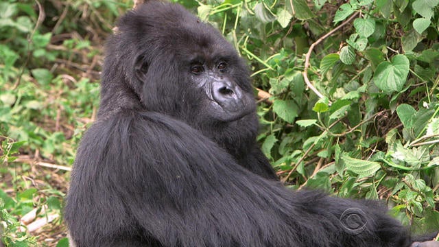 1117-en-phillips-gorillas-1182635-640x360.jpg 