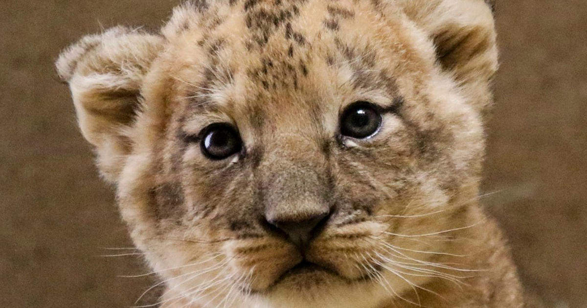 Fresno Zoo Lion Cub, Name TBD In Contest CBS Sacramento