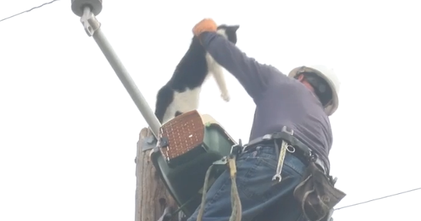 Cat rescued after 9 days stuck on a pole - CBS News